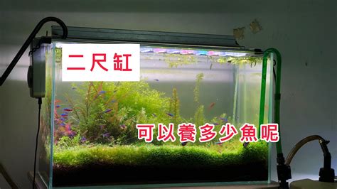 2尺缸可以養幾隻金魚|[閒聊] 魚缸到底可以養多少魚